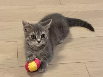 ゾウさん 様のお迎えした子猫