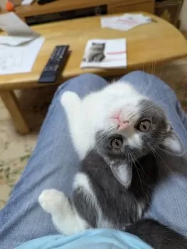 A.N 様のお迎えした子猫