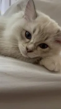 おと 様のお迎えした子猫