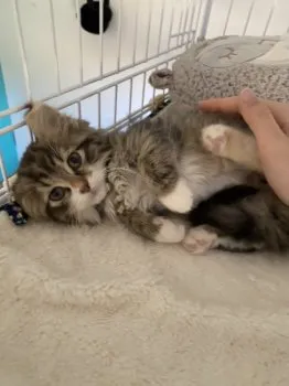 R.I 様のお迎えした子猫