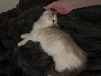 齋藤 様のお迎えした子猫