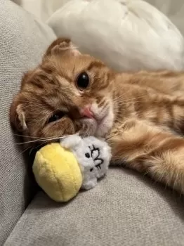 AYA 様のお迎えした子猫