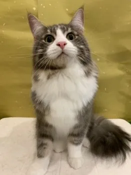 tamaneko 様のお迎えした子猫