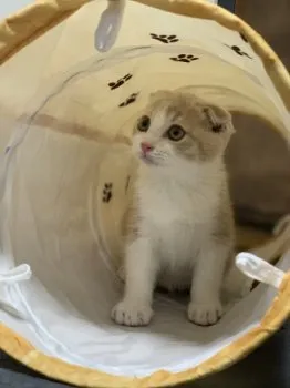 Reee 様のお迎えした子猫