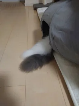 かずや 様のお迎えした子猫
