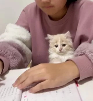 Y.U 様のお迎えした子猫