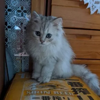 まーりん 様のお迎えした子猫