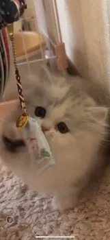 浅香 様のお迎えした子猫