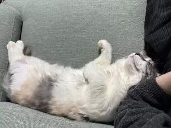 りりり 様のお迎えした子猫