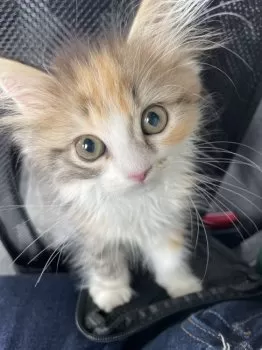T.K 様のお迎えした子猫
