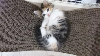 m 様のお迎えした子猫