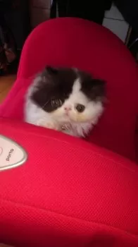 Mackey 様のお迎えした子猫