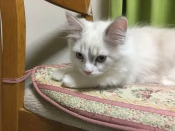 TK 様のお迎えした子猫