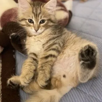 にゃん 様のお迎えした子猫