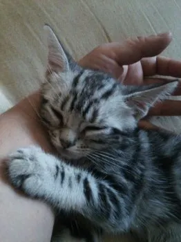 ふなっち 様のお迎えした子猫