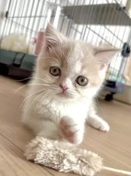 ひより 様のお迎えした子猫