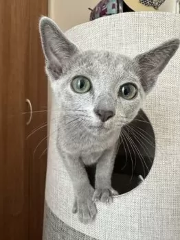 みれにゃん 様のお迎えした子猫