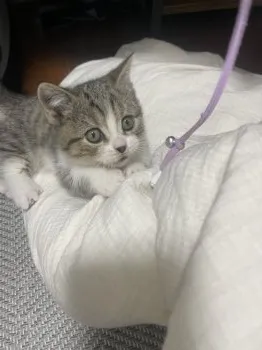 うた 様のお迎えした子猫