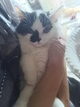 アダムママ 様のお迎えした子猫