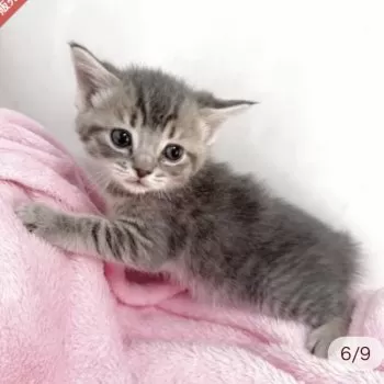 S.M 様のお迎えした子猫