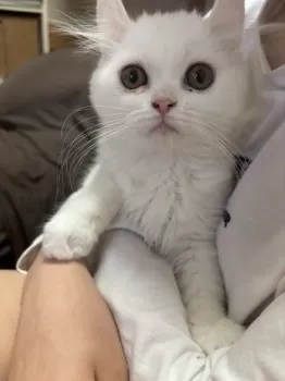 らんちゃん 様のお迎えした子猫