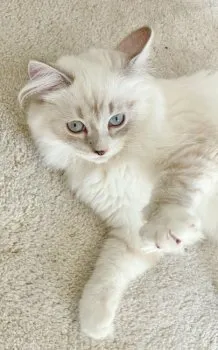 まりん 様のお迎えした子猫