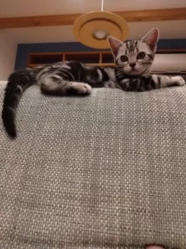 あきえ 様のお迎えした子猫