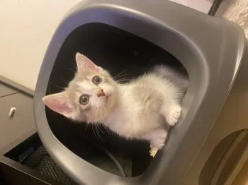 T.S 様のお迎えした子猫