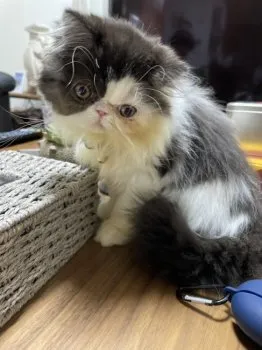 Y.K 様のお迎えした子猫