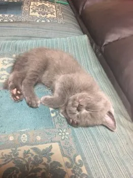 むっくさん 様のお迎えした子猫