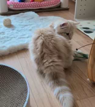 メグ 様のお迎えした子猫