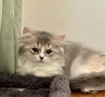 junjun 様のお迎えした子猫