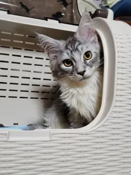 Ｉ.N 様のお迎えした子猫