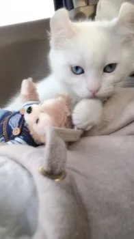 アキヤマ 様のお迎えした子猫