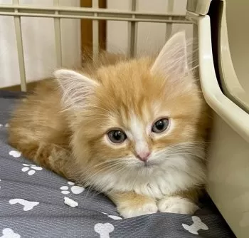 さこ 様のお迎えした子猫