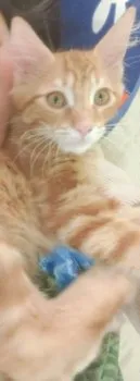 パン 様のお迎えした子猫