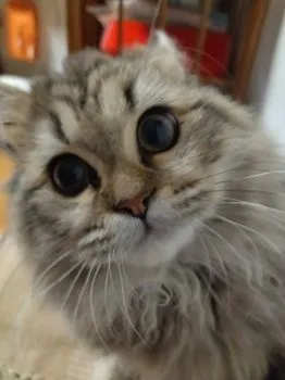 よよ 様のお迎えした子猫