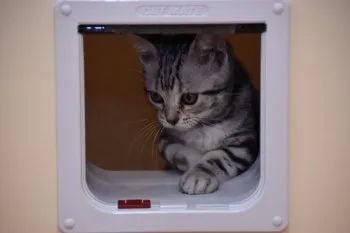 自虐の詩 様のお迎えした子猫