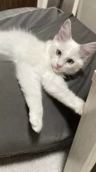 H.I 様のお迎えした子猫