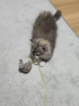 A 様のお迎えした子猫