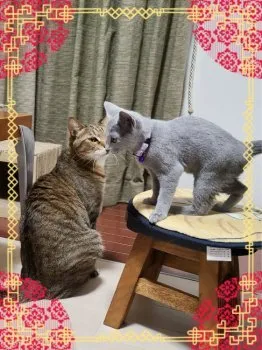Haruka 様のお迎えした子猫