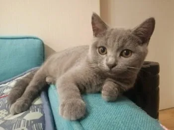 きみ 様のお迎えした子猫