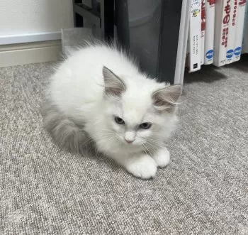 T.K 様のお迎えした子猫