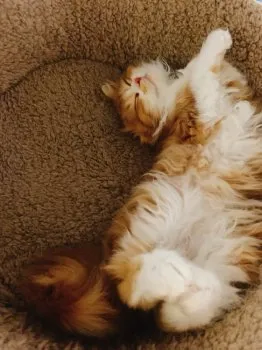 FUZY 様のお迎えした子猫