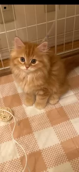 ちー 様のお迎えした子猫