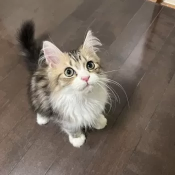 ハヤト 様のお迎えした子猫
