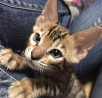 Neji 様のお迎えした子猫