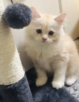 とらじmama 様のお迎えした子猫