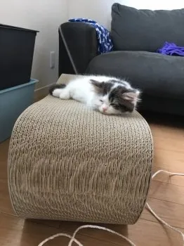 shiro 様のお迎えした子猫