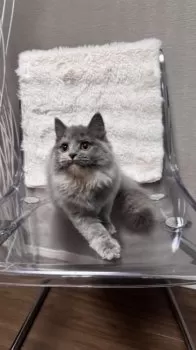 りえ 様のお迎えした子猫